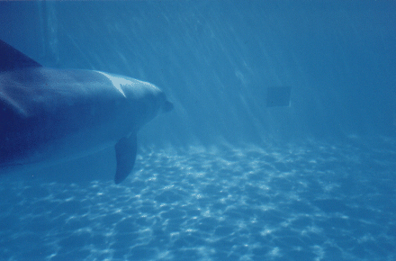 Image of azul.gif