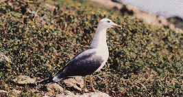 Image of gaivota.jpg