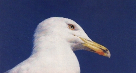 Image of gaivota02.jpg