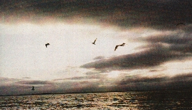 Image of gaivotas01.jpg