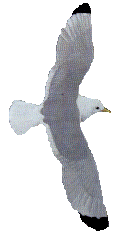 Image of gull1.gif