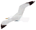Image of gull2.gif