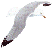 Image of gull3.gif