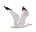 Image of gull4.gif