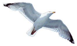Image of seagullw.gif